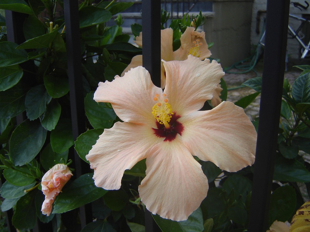 hibicus flower