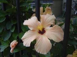 hibicus flower