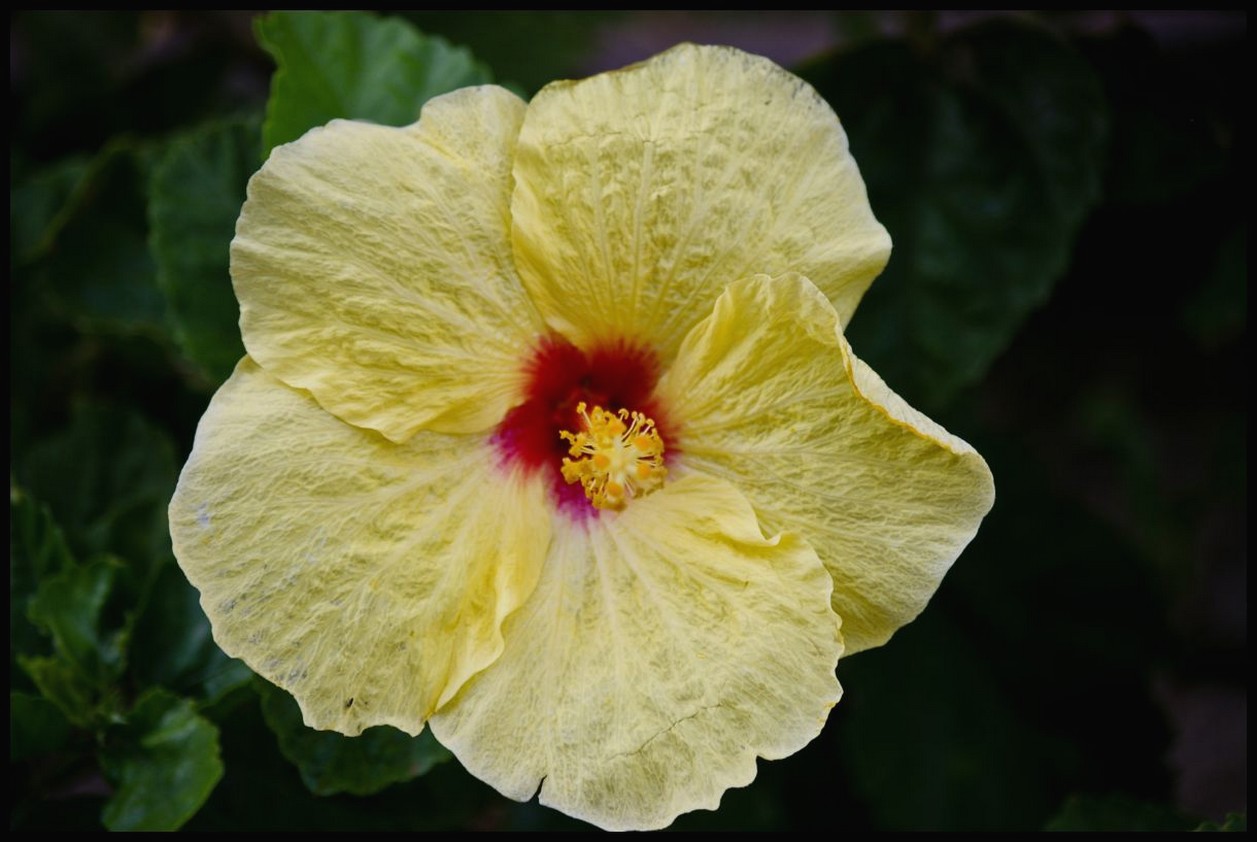 habiscus flower