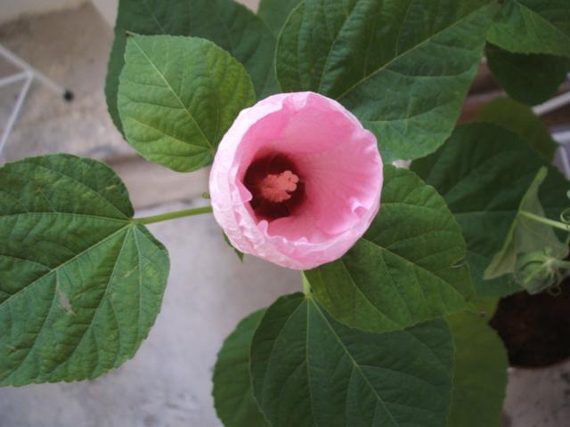 growing hibiscus flower