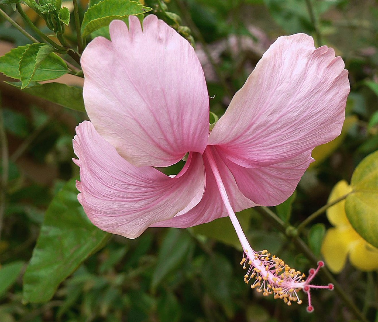 hybiscus flower