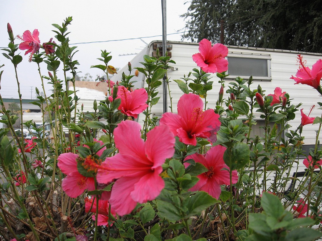 hibuscus flower tree