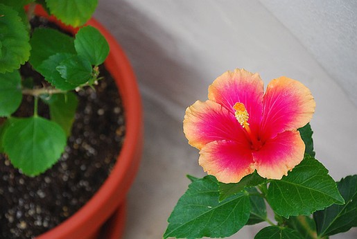 the hibiscus flower