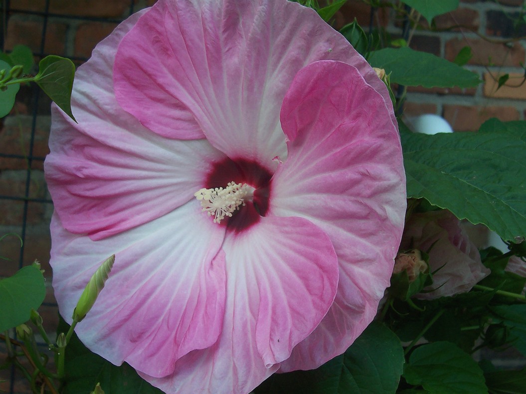 hibiscus flower plant