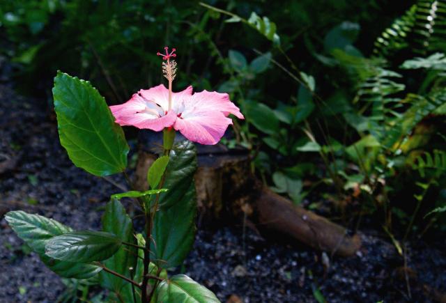 hibiscus sabdariffa flower