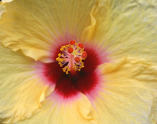 jamaica hibiscus flower in yellow