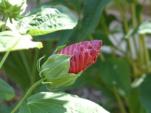 hibiscus flower bud