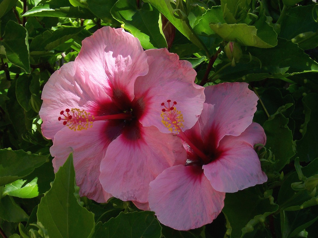 pink hibiscus flowers