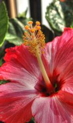 tropical hibiscus flower