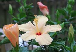 peach hibiscus flower photo