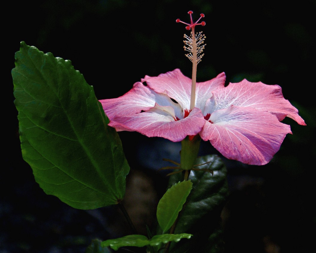 pink and white hibiscus flower