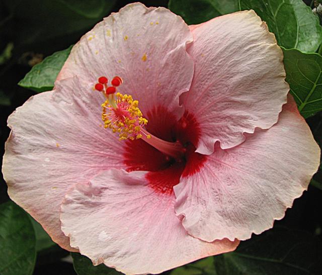 pink hibiscus flower picture