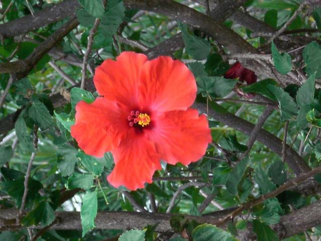 red hibiscus flower