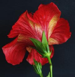 picture of back side of hibiscus flower in red