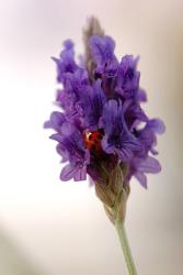 Lavender Flowers