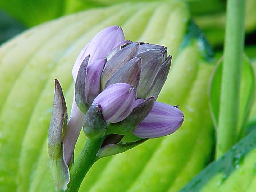 lavender flower bud.jpg