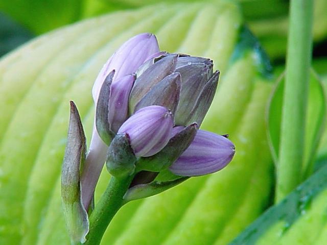 lavender flower bud.jpg