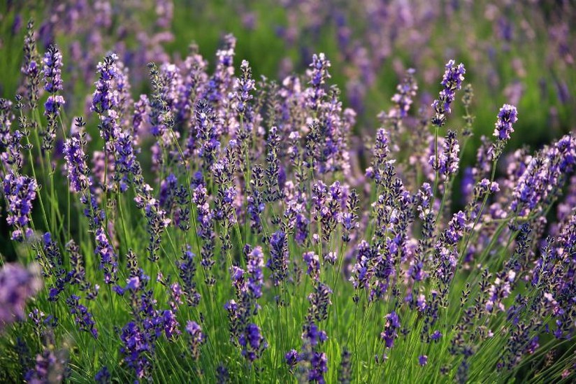 lavender field pictures.jpg