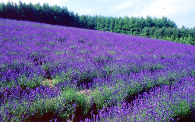 Lavender field picture.jpg