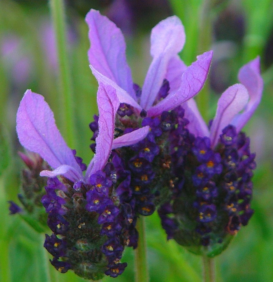 garden flowers lavenders.jpg
