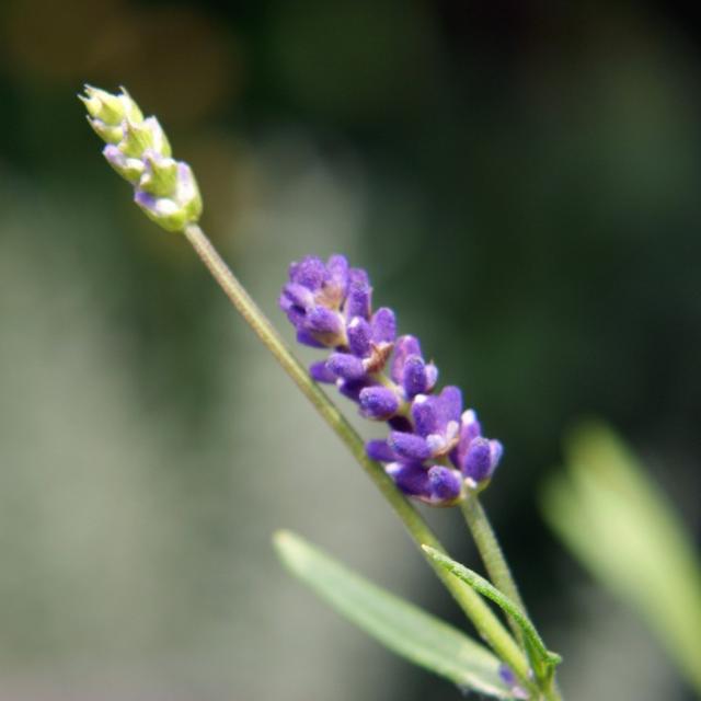 lavender flower photo.jpg
