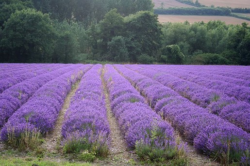 lavender flowers.jpg