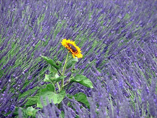 lavender flowers with a sunflower in the middle.jpg