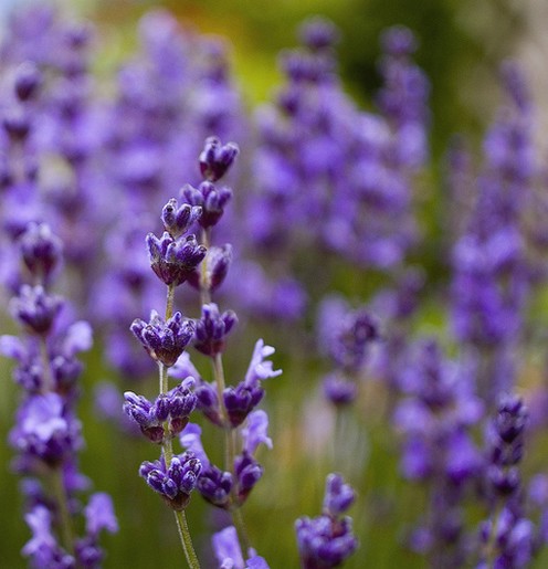 lavender flowers pictures.jpg