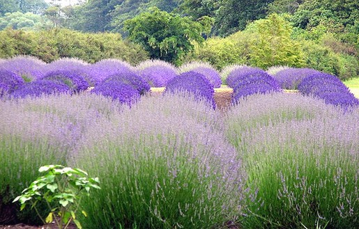 lavender flowers field in round shapes.jpg