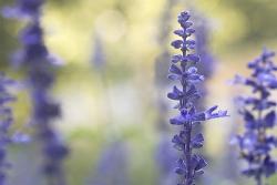 lavender flower.jpg