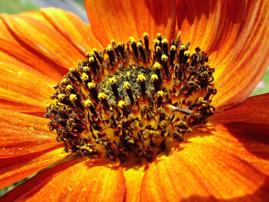 orange sunflower.jpg