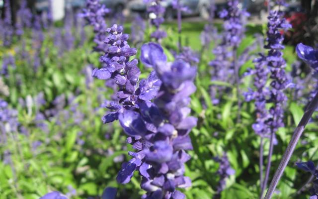 lavender garden.jpg