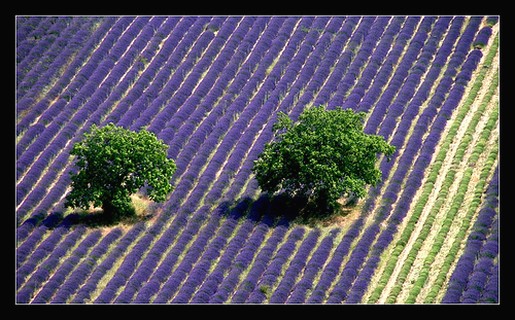 purple flowers field with lavenders.jpg