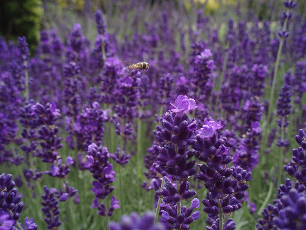purple flowers field with lavenders and one bee.jpg