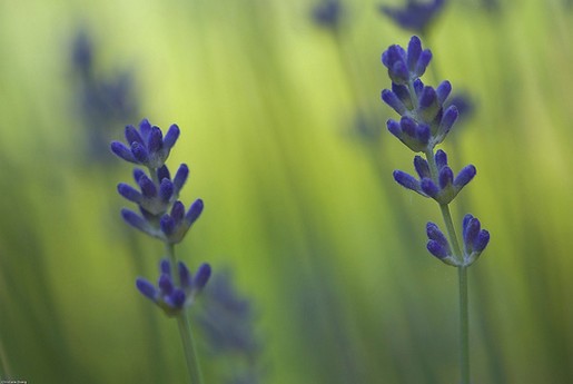 purple blue lavender flowers.jpg