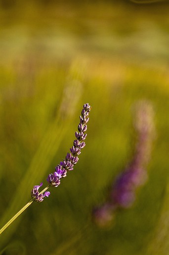 picture of Lavandula.jpg