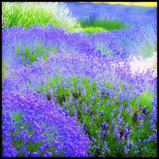 Lavenders.jpg