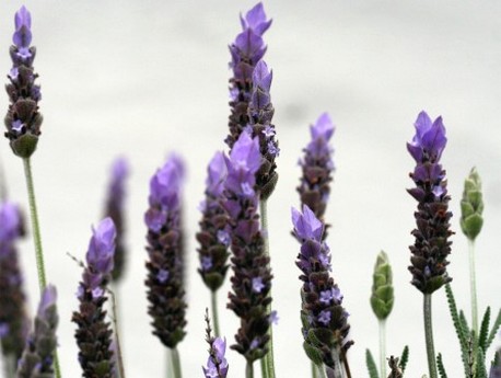 lavenders images.jpg