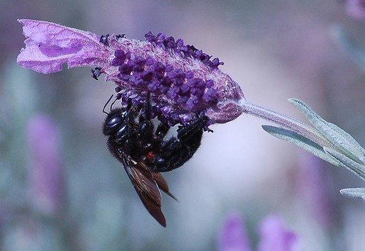 lavender photo.jpg