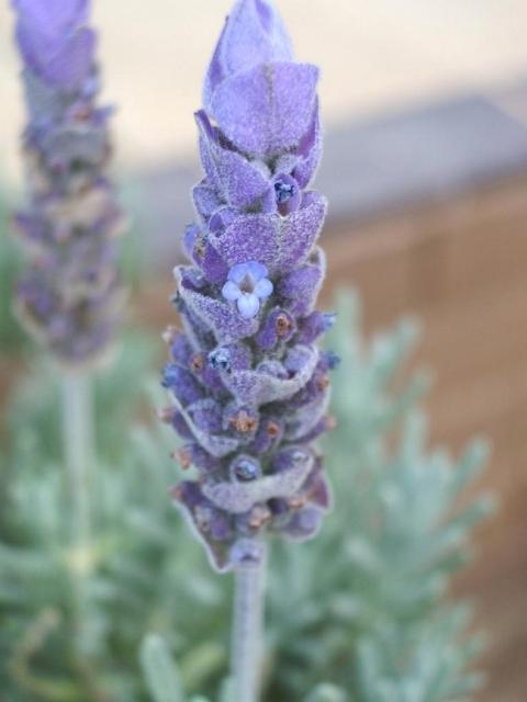 lavender images.jpg
