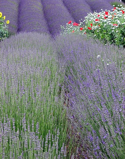 beautiful lavender field.jpg