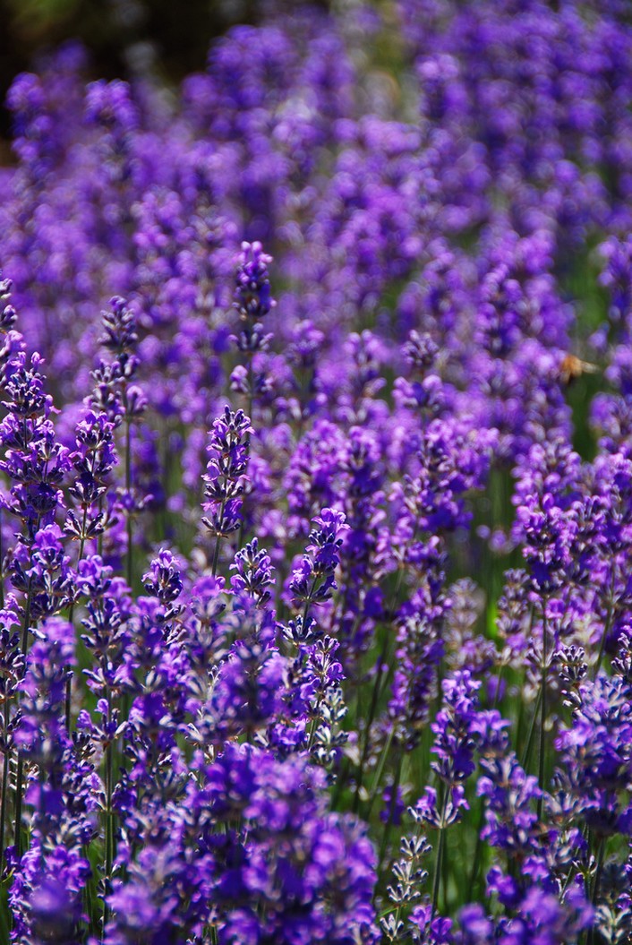 beautiful flower field pic.jpg