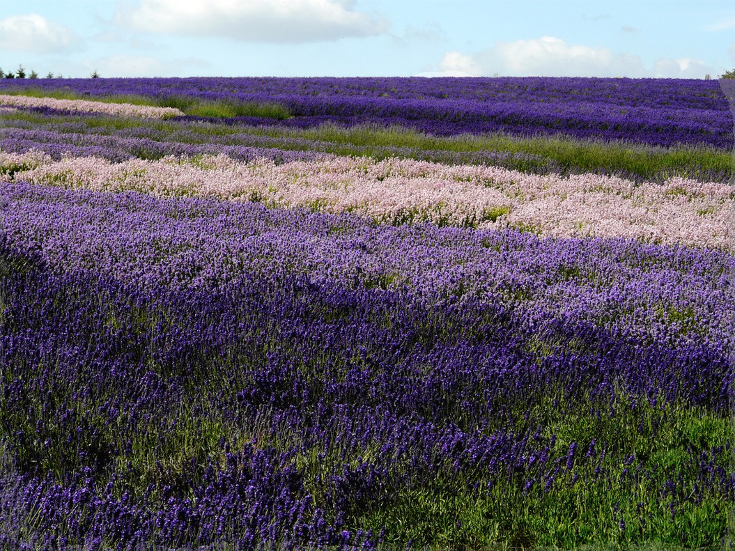 beautiful purple flowers field picture.jpg