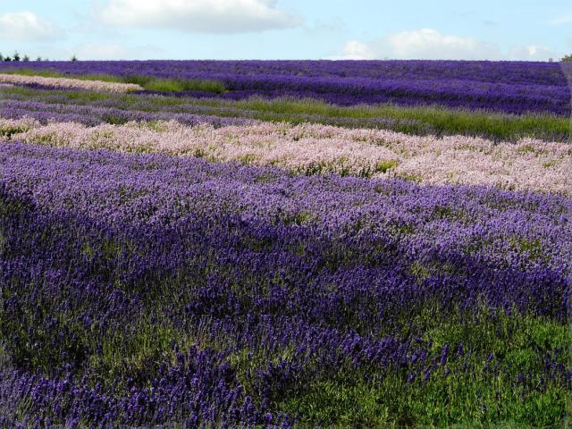 beautiful purple flowers field picture.jpg