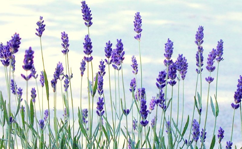fresh lavender flowers pic.jpg