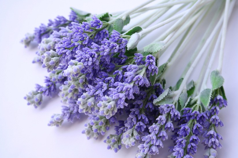 fresh flowers lavender.jpg
