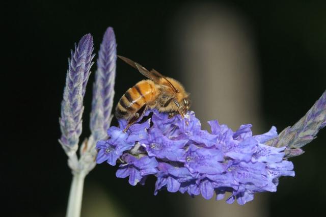 close up picture of lavender flower with a bee.jpg