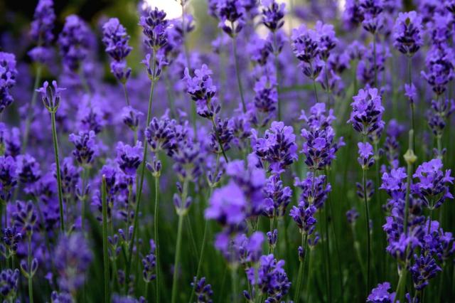 bright purple flowers lavender.jpg