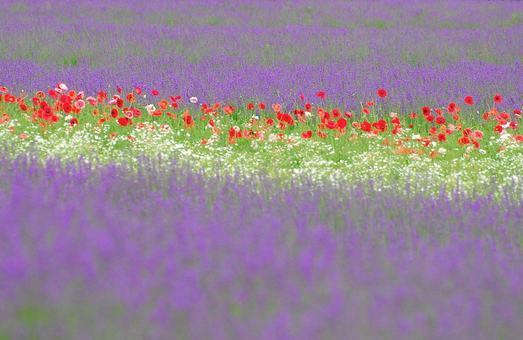 bright color flowers field picture.jpg
