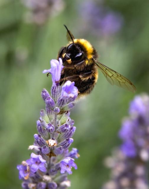 Bee on Lavender.jpg